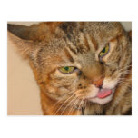 kitty cat kisses post cards