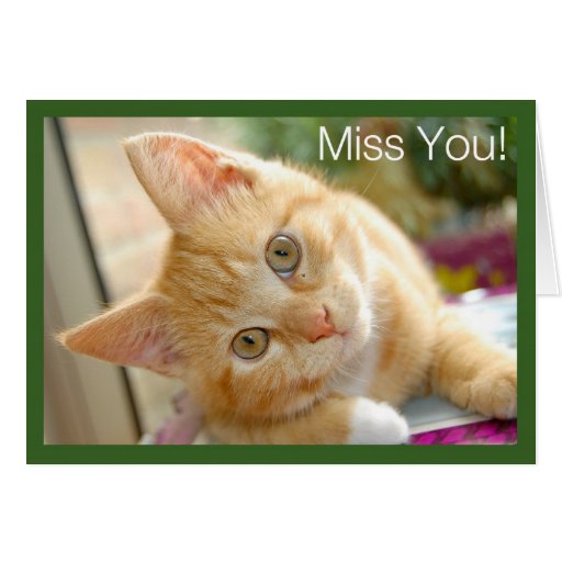 Kitty Cat Kitten Miss You Card Zazzle