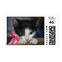 Kitty Cat Stamps