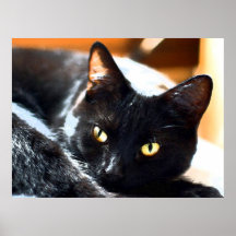 KITTY CAT POSTER