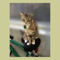 Kitty Cat Wants to Go Biking posters