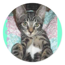 Kitty Cutie Sticker