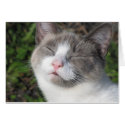Kitty Face cards by Guiltypleasures Kitty Face cards