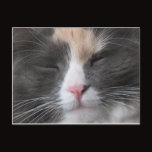 Kitty Face postcard