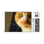Kitty Freckles Stamp