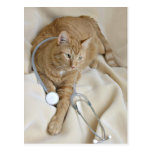 Kitty get well postcard