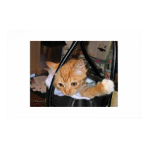 Kitty Goes Shopping posters by wendyrob Kitty Goes Shopping posters
