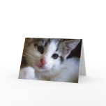 Kitty Greeting Card