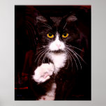 Kitty Greetings Poster