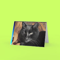 Kitty hunko (but neutered) greeting card cards