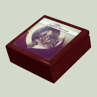 Kitty Hut Close Up Photo giftbox, cat, tabby, peeking, feline, pet, animal rescue