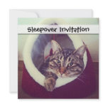 Kitty Hut Close Up Photograph Invite