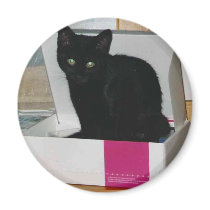 Kitty in Box (color) magnets