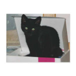 Kitty in Box (color) Post Cards