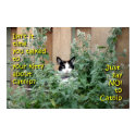 Kitty_In_Catnip posters
