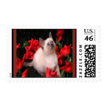 Kitty in Roses Postage Stamps