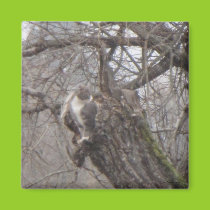 Kitty in Stump Magnet
