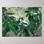 Kitty In The Leaves Poster