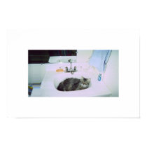 kitty in the sink posters by niburaz kitty in the sink posters