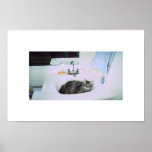 kitty in the sink posters