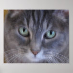 Kitty, Kitty Oil Painting Posters