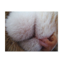 Kitty Lips & Nose Extreme Close Up postcards by stacy_martin0525 Kitty Lips & Nose Extreme Close Up postcards