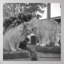 Kitty Love Nuzzle... posters