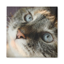 Kitty Magnet by artstr Kitty Magnet