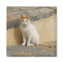 Kitty Magnet magnets