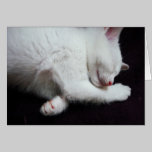 KITTY NAP cards