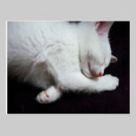 KITTY NAP postcards