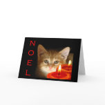 Kitty noel with candles cards