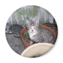 Kitty on Pot magnets
