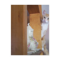 kitty on shelf postcards by KatAnnette kitty on shelf postcards