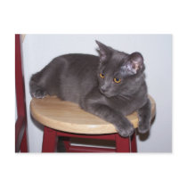 Kitty on stool postcard by KatAnnette Kitty on stool postcard
