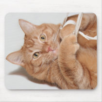 Kitty plays mousepads