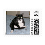 Kitty Stamps
