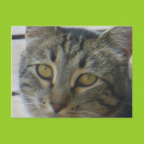 Kitty Postcard postcards