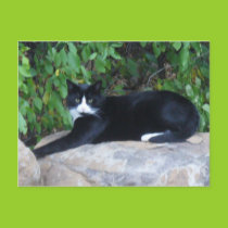 Kitty Postcard postcards