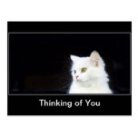 Kitty Postcard