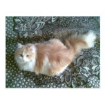 kitty postcard