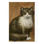 Kitty Postcard