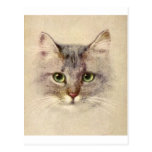 Kitty Postcard