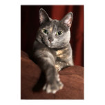 Kitty print