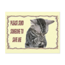 Kitty Prayer Postcard