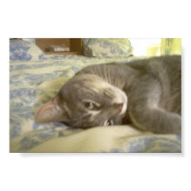 kitty posters by Zachmoss kitty posters
