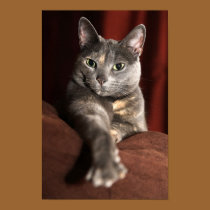 Kitty posters by iiiyaaa Kitty posters