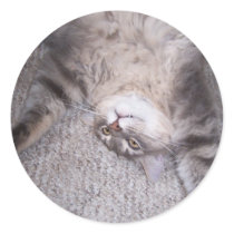 kitty  silly sticker