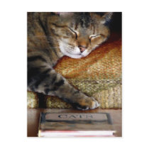 Kitty Sleep Book Postcard