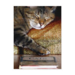 Kitty Sleep Book Postcard